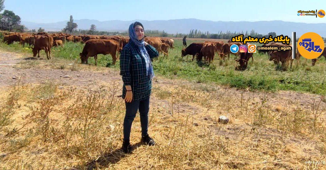 نوآوری نوجوان ایرانی در صنعت دامداری؛ اختراع عصاره گیاهی برای افزایش شیر گاوهای سرابی توسط یک دانش‌آموز