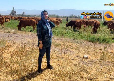 نوآوری نوجوان ایرانی در صنعت دامداری؛ اختراع عصاره گیاهی برای افزایش شیر گاوهای سرابی توسط یک دانش‌آموز